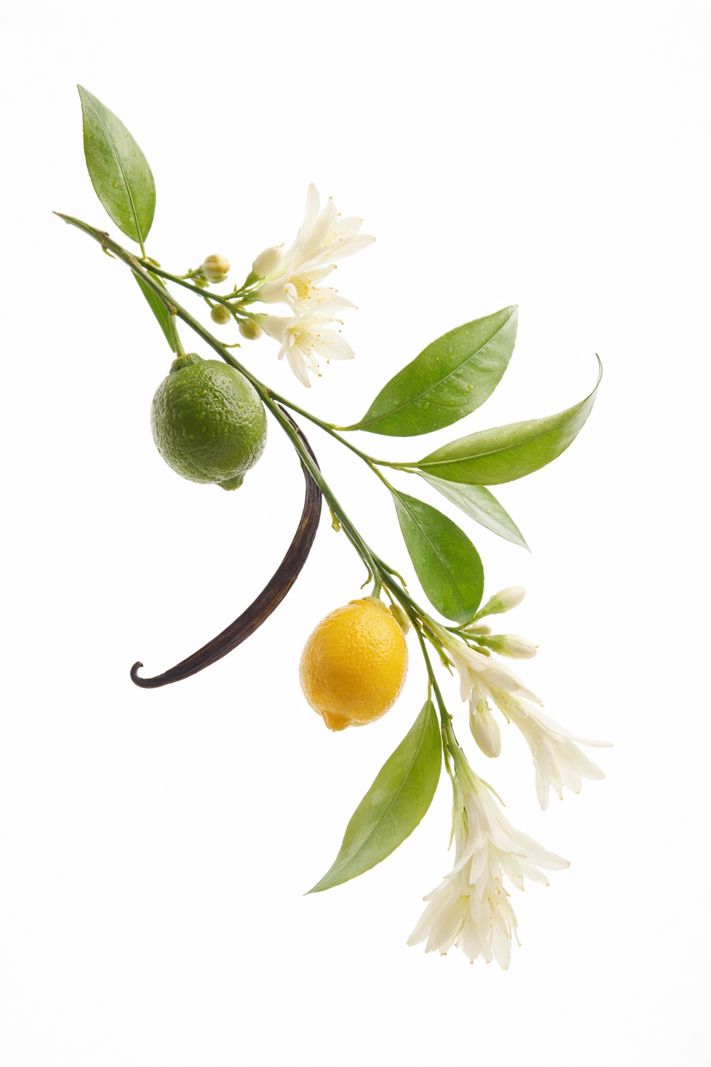 Lemon, lime, vanilla bean, and white flowers on a white background