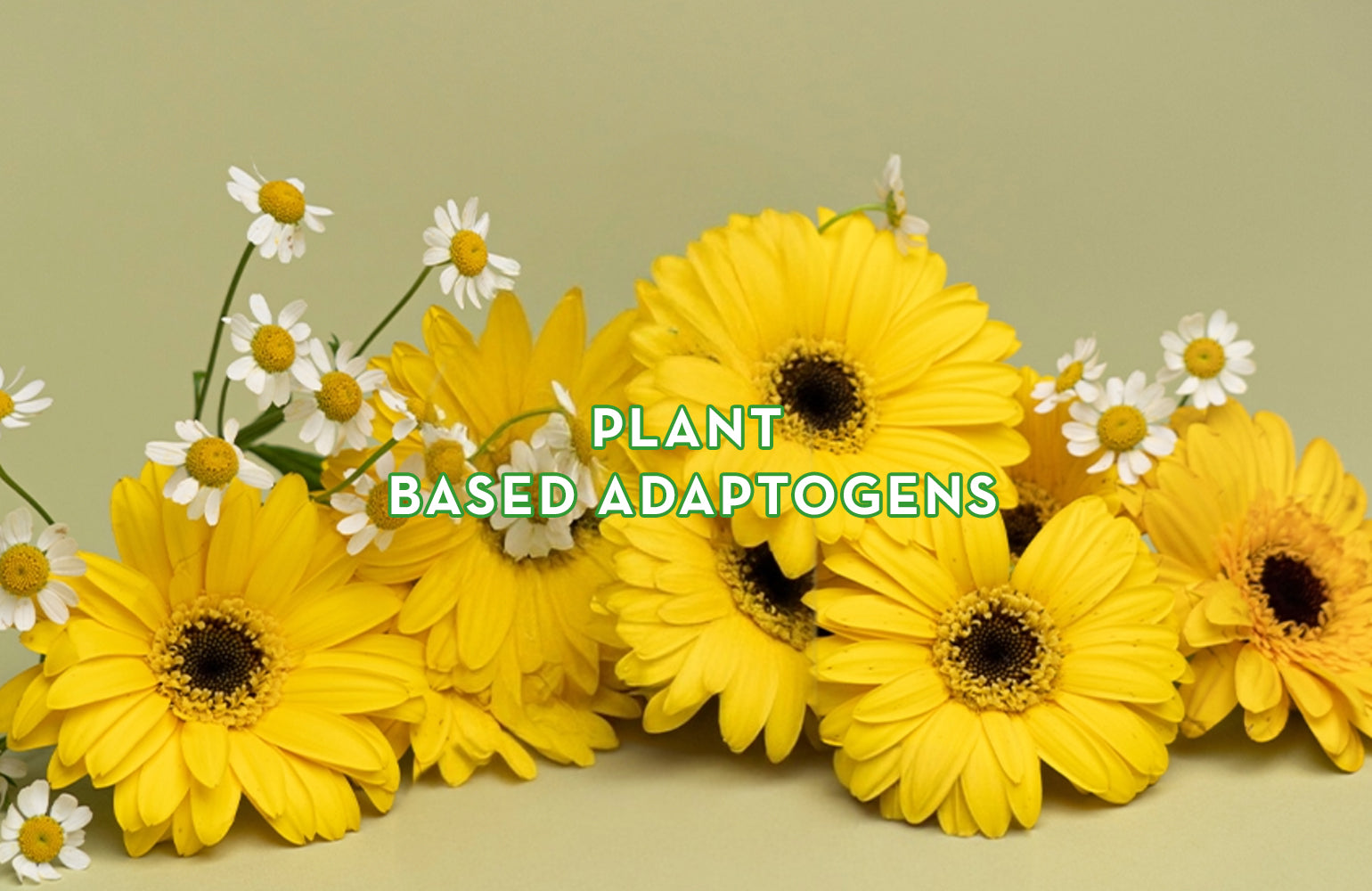 Plant Based Adaptogens