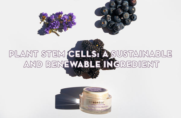 Plant Stem Cells: A Sustainable And Renewable Ingredient