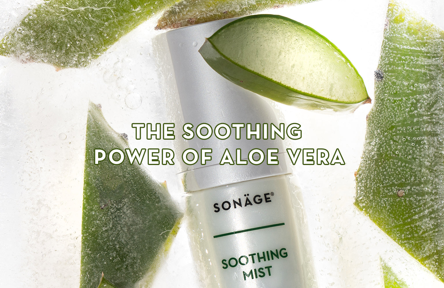 The Soothing Power of Aloe Vera